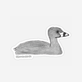 Pied-billed Grebe Sticker